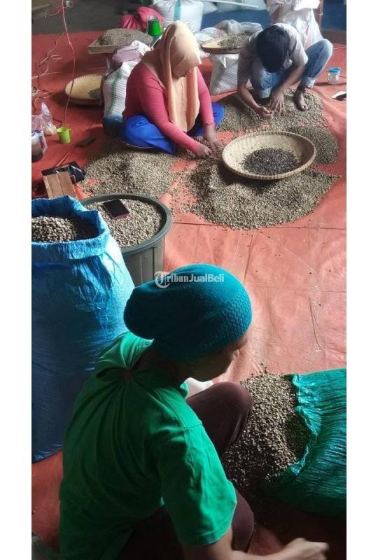 Distributor Arabica and Robusta from Toraja - Makassar