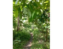 Jual Tanah 17950 M2 Area Penyaringan Mendoyo Bali - Jembrana 