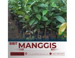 Tsel Sentral Bibit Manggis - Bangli 