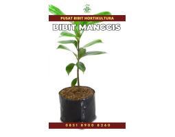 Tsel Sentral Bibit Manggis - Tabanan 