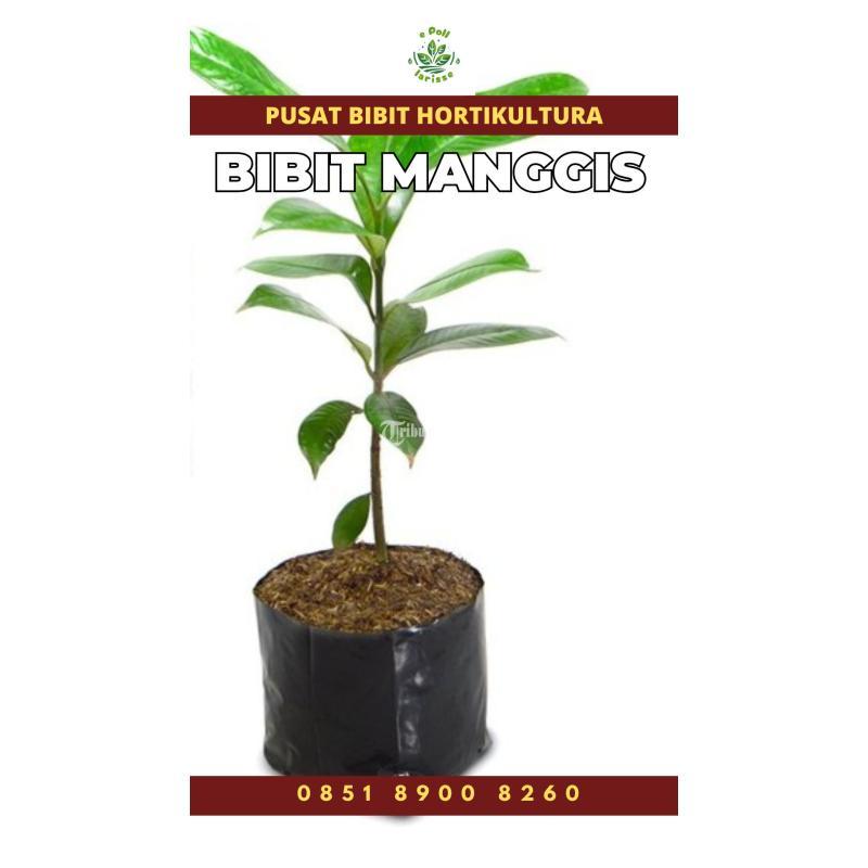 Tsel Sentral Bibit Manggis - Tabanan