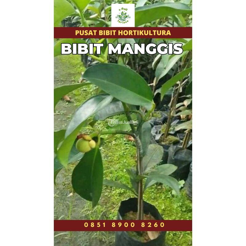 Tsel Sentral Bibit Manggis - Tabanan