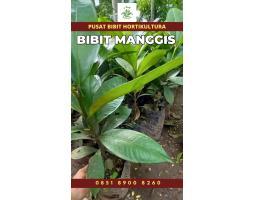 Tsel Sentral Bibit Manggis - Badung 