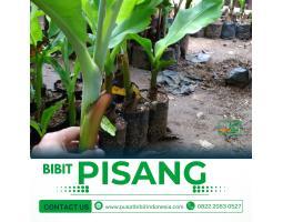  Tsel Pembekal Benih Pisang Tanduk Tisu Kultur - Metro