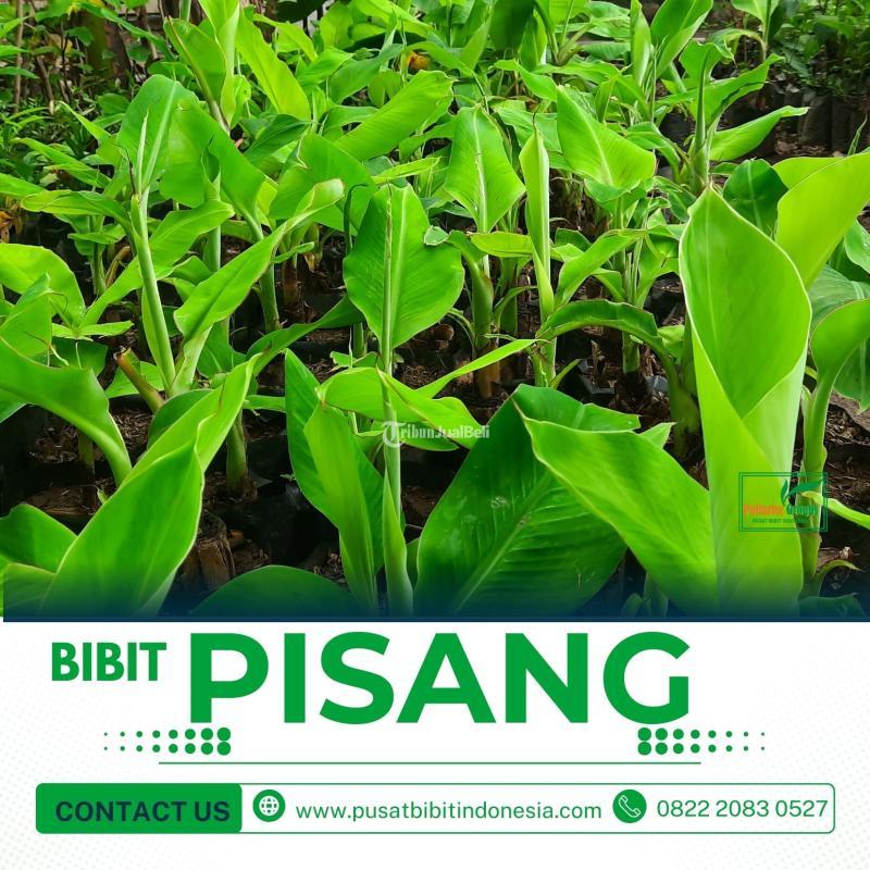 Tsel Pembekal Benih Pisang Tanduk Tisu Kultur - Metro