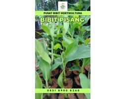 Tsel Bibit Pisang Raja - Tulang Bawang Barat