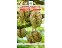 Sentra Hortikultura Buah Bibit Durian Musang King - Jambi