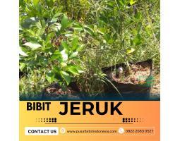 Tsel Sentral Pertanian Bibit Jeruk Santang Madu - Pekanbaru