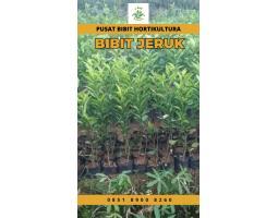 Tsel Sentra Bibit Jeruk Purut - Medan