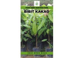 Pusat Bibit Coklat - Medan