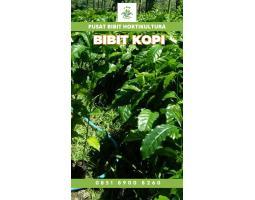 Sentral Bibit Kopi, Bibit Kopi Arabika - Lampung