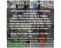 Jual Ayam Kate dan Ayam Jambul Polandia - Medan