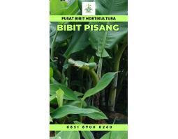 Tsel Bibit Pisang Kepok Tanjung - Pringsewu