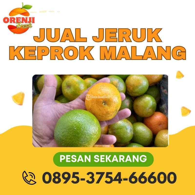 Toko Buah Jeruk Siam Madu di Malang Tribun JualBeli