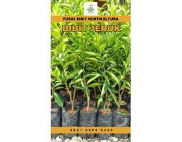Sentra Bibit, Bibit Jeruk Nipis - Lampung