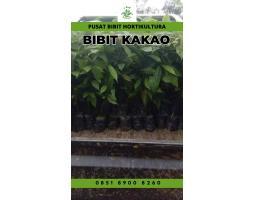 TSEL Pusat Bibit Kakao Bersertifikat - Kerinci 