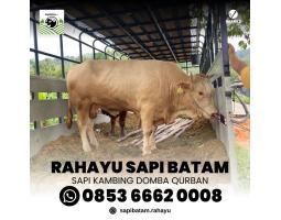 Kambing Qurban 2025 Rahayu Sapi Korban Wilayah Malaysia - Batam