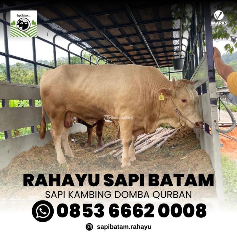 Kambing Qurban 2025 Rahayu Sapi Korban Wilayah Malaysia - Batam