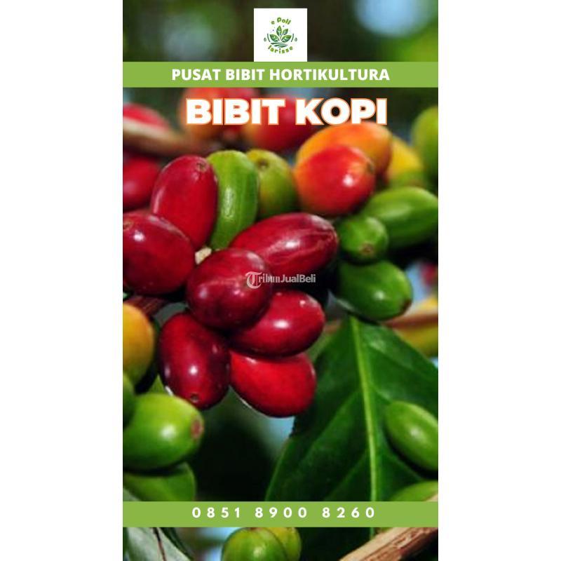 Tsel Sentral Bibit Kopi Liberika - Malang