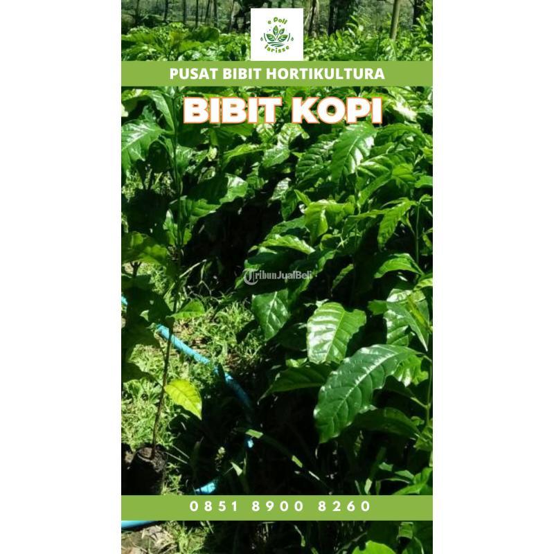Tsel Sentral Bibit Kopi Liberika - Malang