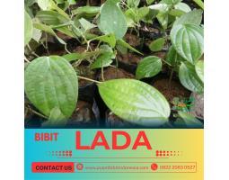 Tsel Pusat Bibit Lada Bangka - Pringsewu 