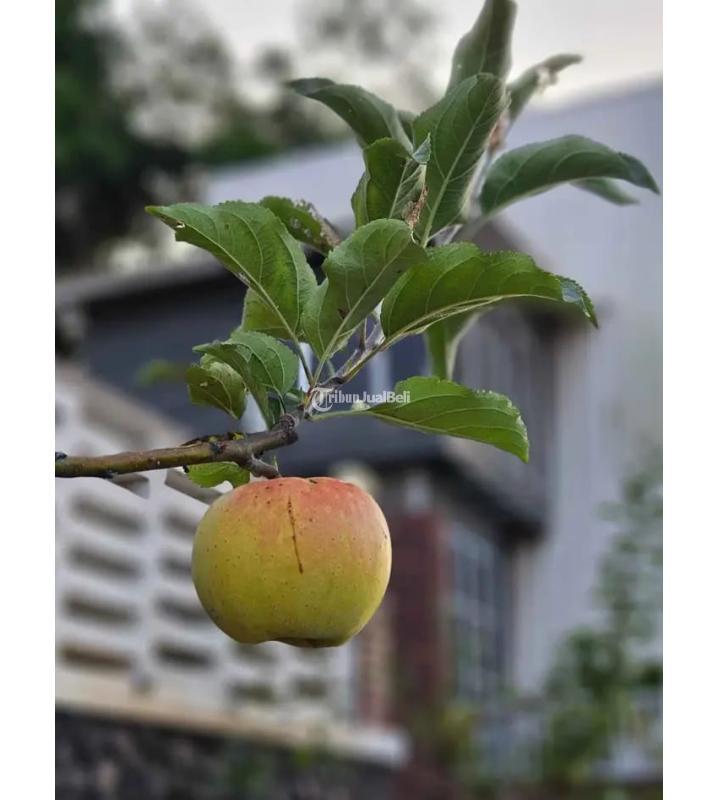 Dijual Rumah dan Kebun Tipe 300 3KT 2KM Legalitas SHM - Batu