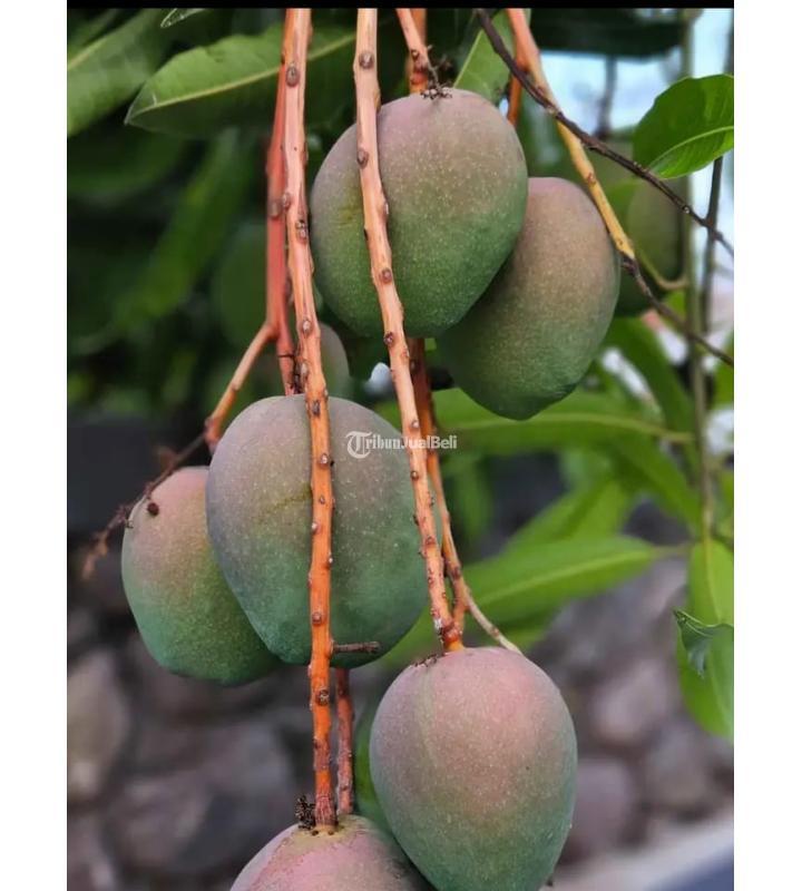 Dijual Rumah dan Kebun Tipe 300 3KT 2KM Legalitas SHM - Batu