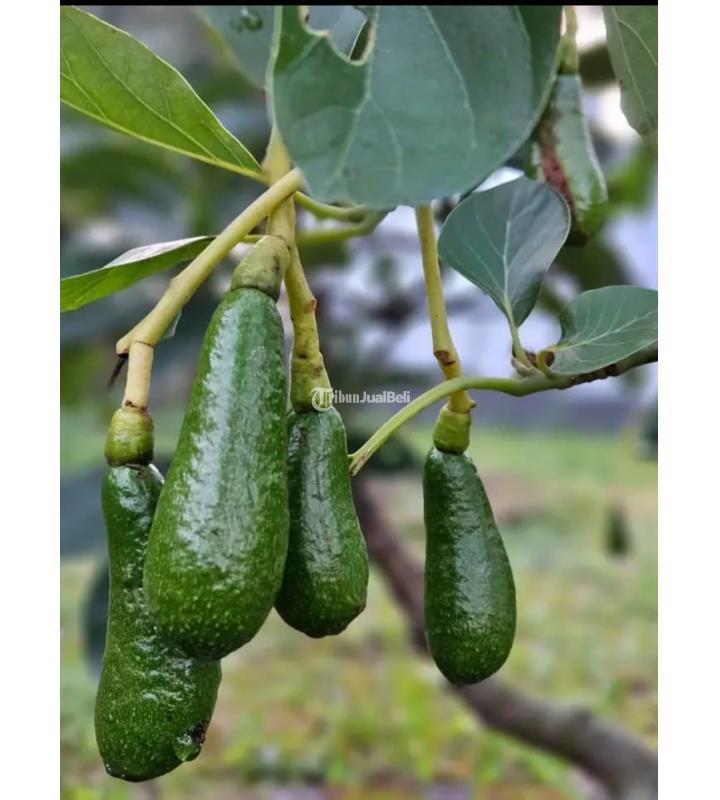 Dijual Rumah dan Kebun Tipe 300 3KT 2KM Legalitas SHM - Batu