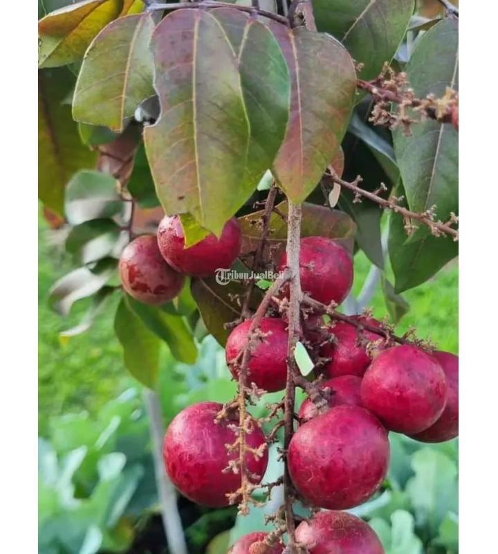 Dijual Rumah dan Kebun Tipe 300 3KT 2KM Legalitas SHM - Batu