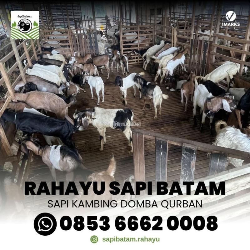 Sapi Qurban Untuk 7 Orang Rahayu Sapi Korban Wilayah Malaysia - Batam