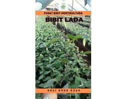 Pusat Bibit,  Bibit Lada - Jambi