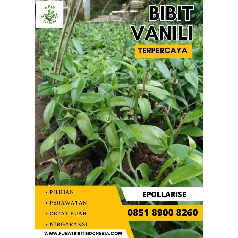 Tsel Sentral Bibit Vanili - Denpasar