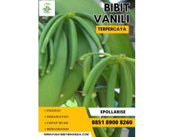  Tsel Sentral Bibit Vanili - Denpasar