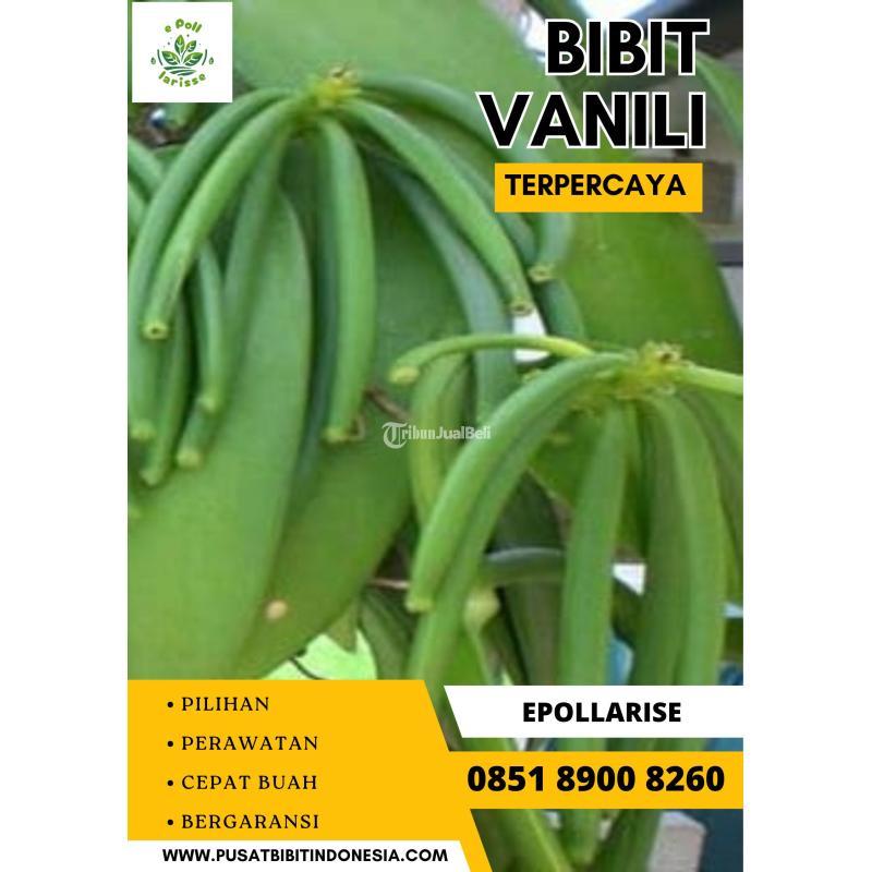 Tsel Sentral Bibit Vanili - Denpasar