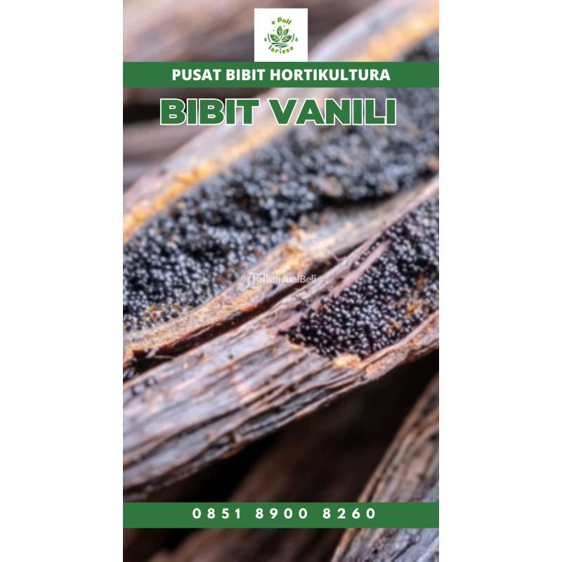 Tsel Sentral Bibit Vanili - Bangli