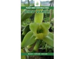 Tsel Sentral  Bibit Vanili - Bangli