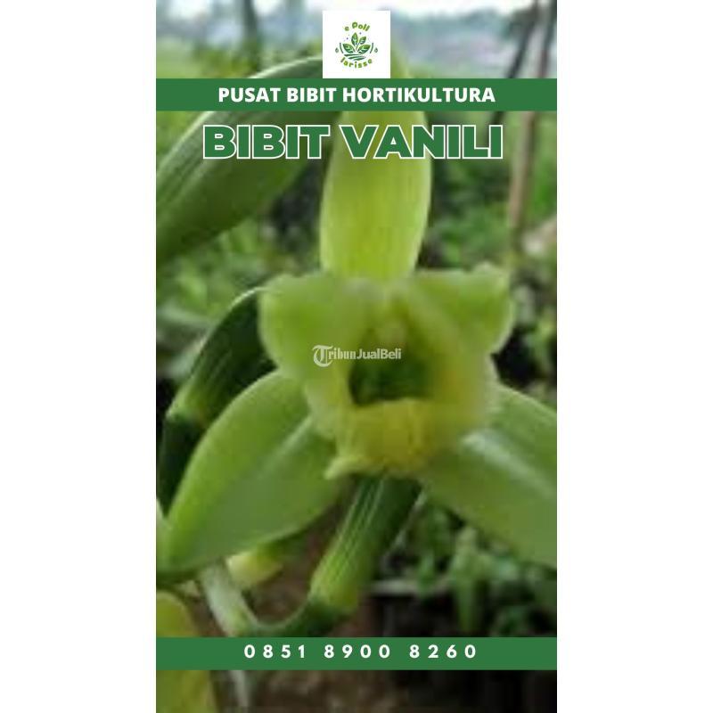 Tsel Sentral Bibit Vanili - Bangli