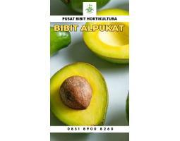 Tsel Hortikultura Buah Bibit Alpukat Mentega Miki - Malang