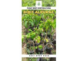 Tsel Hortikultura Buah Bibit Alpukat Mentega Miki - Jambi