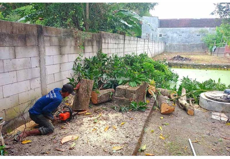 Jasa Potong Tebang Pohon - Surabaya