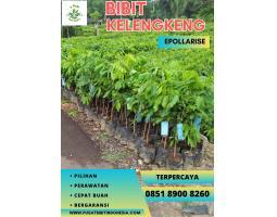 Tsel  Bibit Kelengkeng - Way Kanan