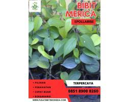 Pusat Bibit Lada Perdu Lampung - Pesisir Barat