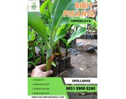 Penjual Bibit Pisang Di Jogja - Gunung Kidul