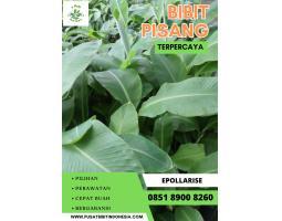 Bibit Pohon Pisang Ambon - Kudus
