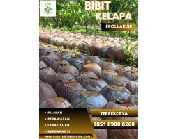 Epollarise Bibit Kelapa Unggul - Jambi