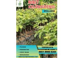 Jual Bibit Kelengkeng Kaisar - Bengkulu Selatan