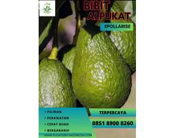 Tsel Hortikultura Buah Harga Bibit Alpukat Miki - Kerinci