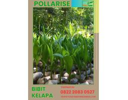 TSEL Pollarise, Bibit Kelapa Hibrida - Medan