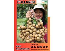 Pollarise Bibit Lengkeng Bogor -  Pesisir Barat