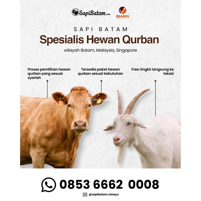 Program Qurban Cicilan 2026 Sapi Kambing Rahayu Sapi - Batam